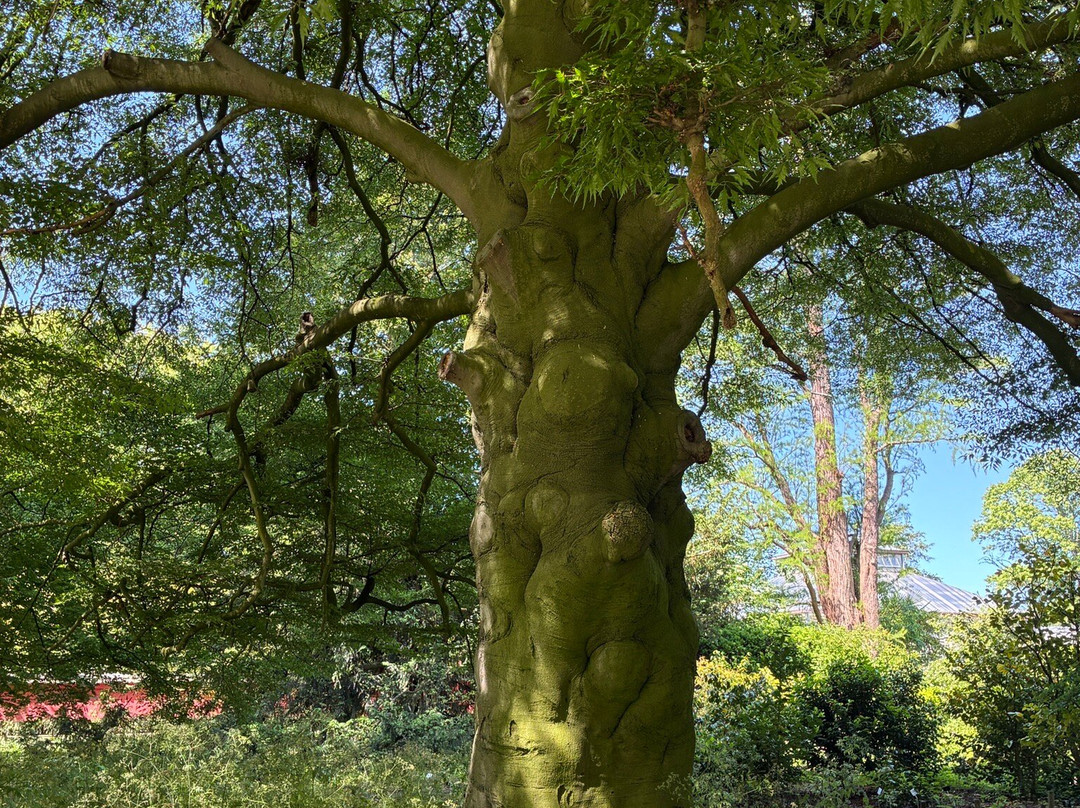 Hortus Botanicus Leiden-莱顿必去景点