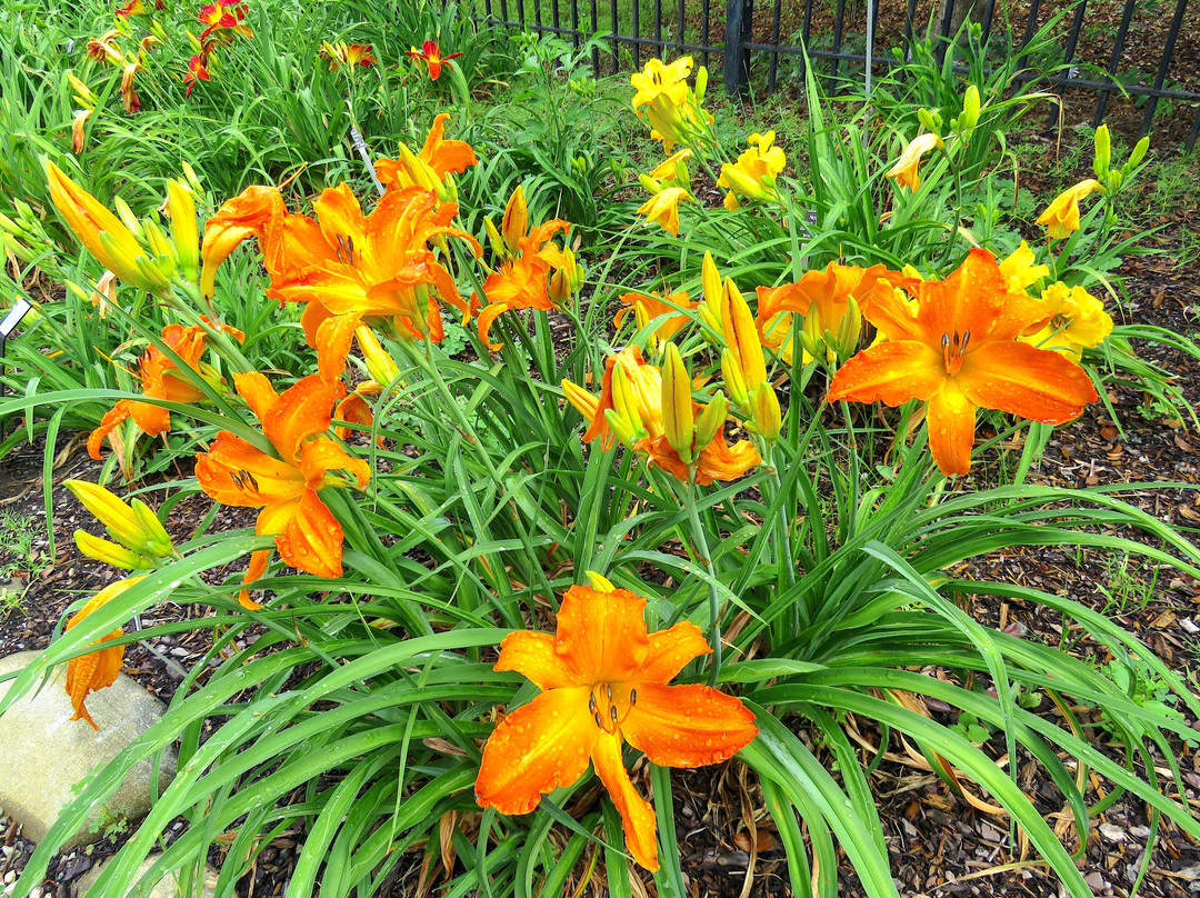 Cape Fear Botanical Garden-费耶特维尔必去景点