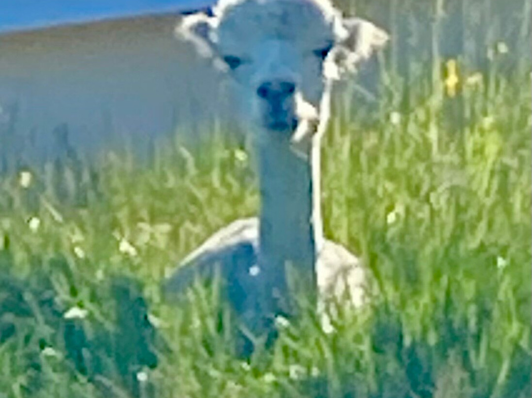 Tickhill Alpacas-Tickhill必去景点