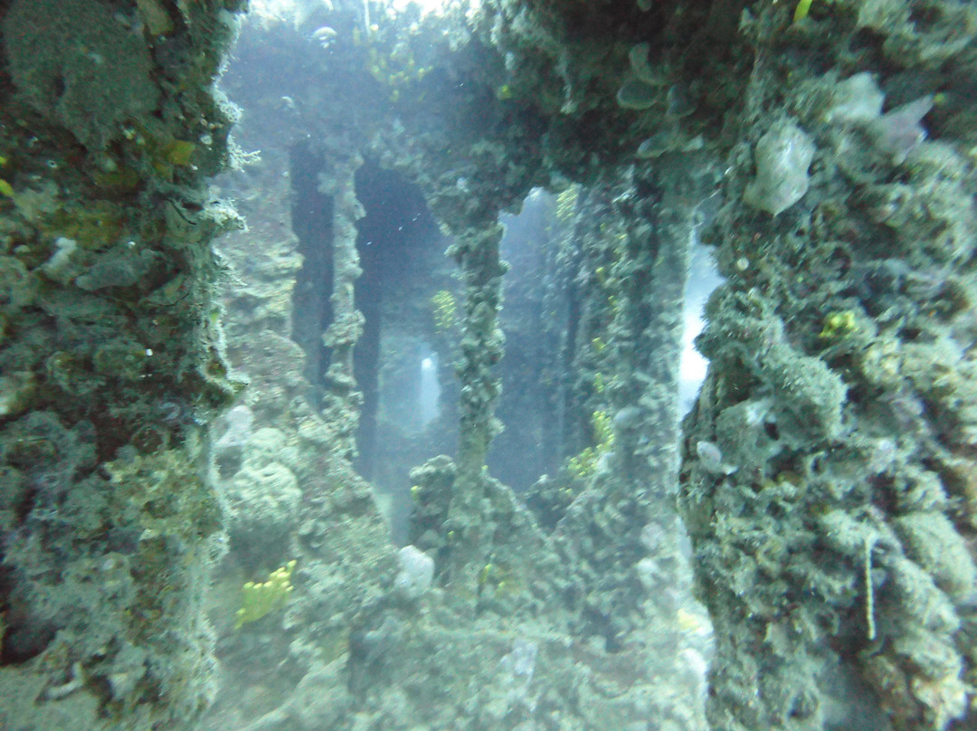 Starfish Diving Center-弗萨必去景点