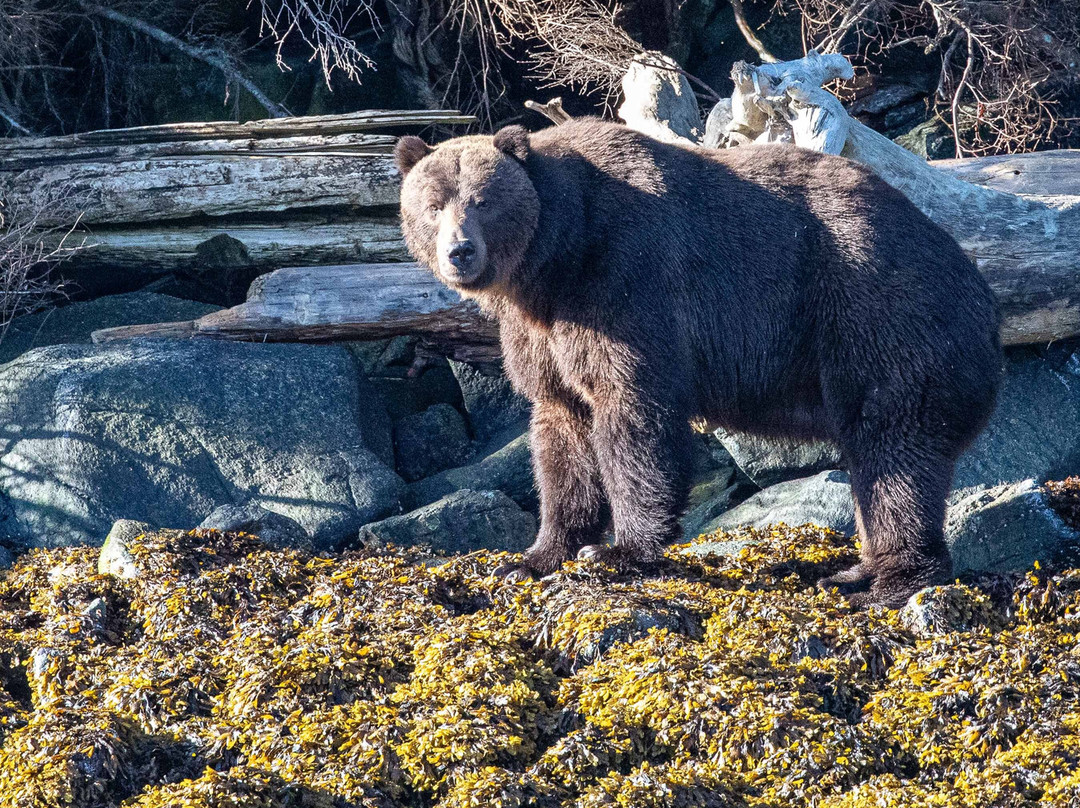 Vancouver Island Photo Tours-Port McNeill必去景点