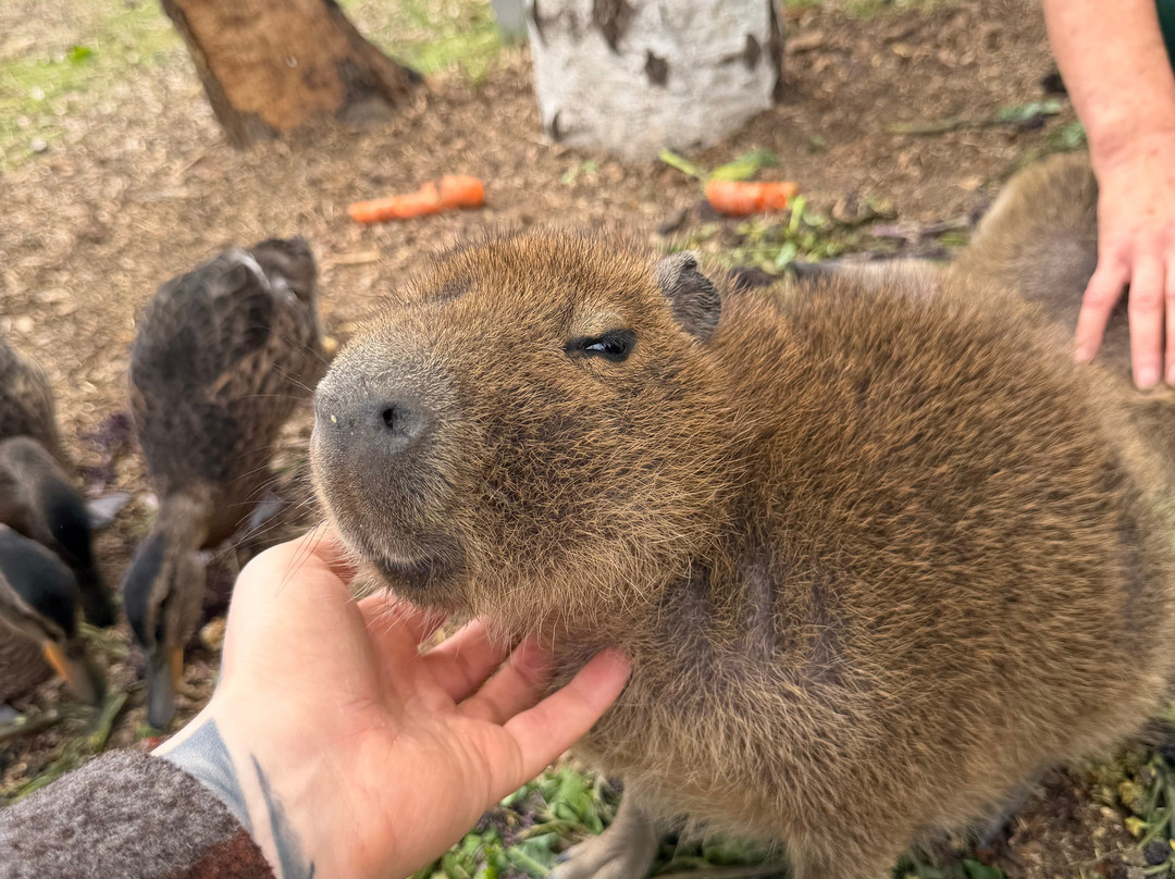 Shepreth Wildlife Park-Shepreth必去景点