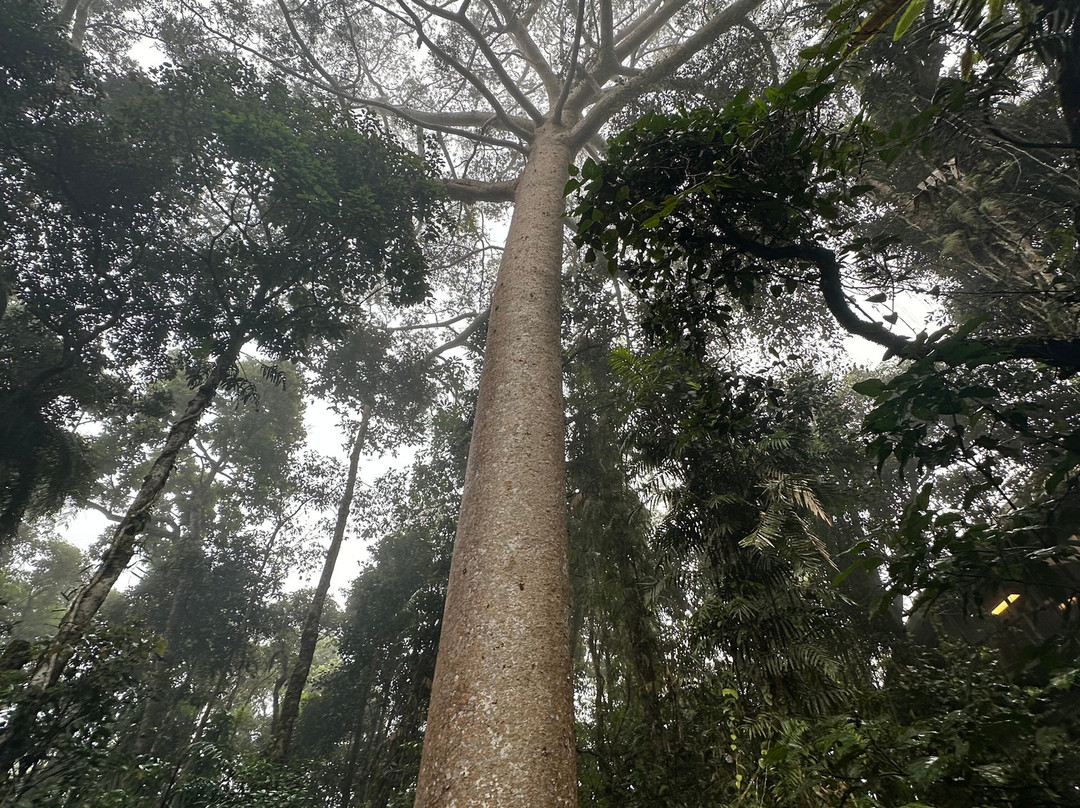 Skyrail Rainforest Cableway-Smithfield必去景点