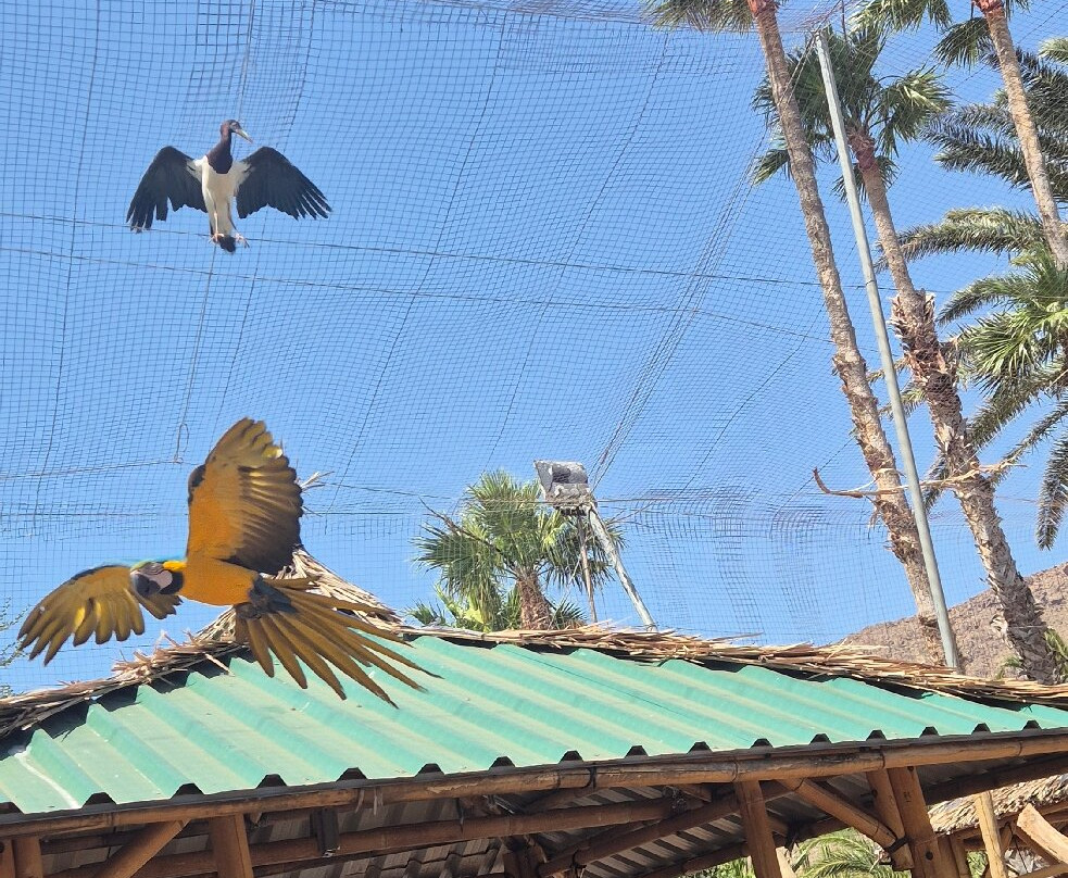 Cocodrilo Park Gran Canaria-阿古伊梅斯必去景点