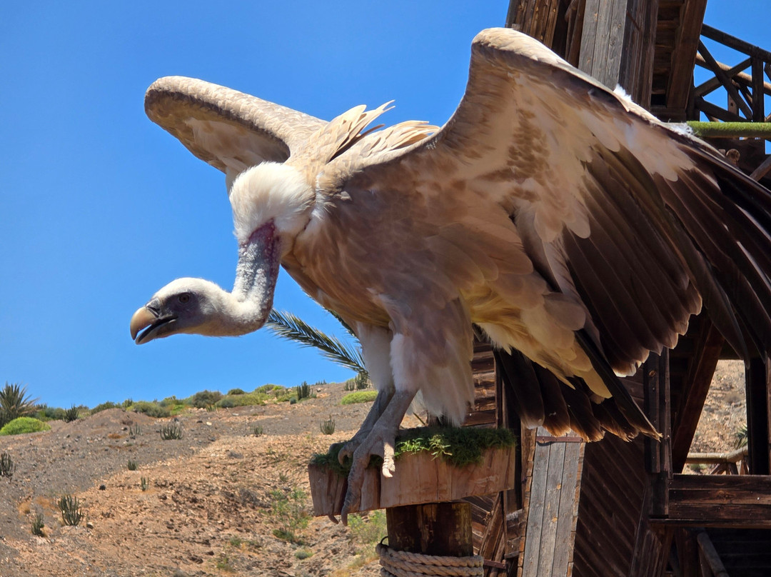 Oasis Park Fuerteventura-La Lajita必去景点