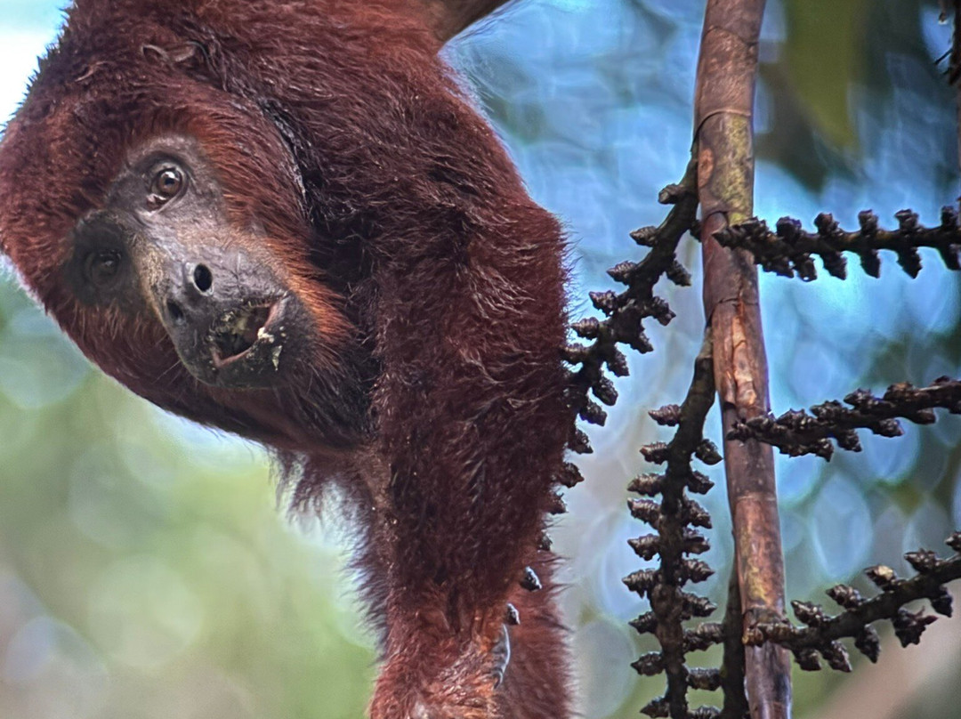 Napo Wildlife Center Ecolodge主图