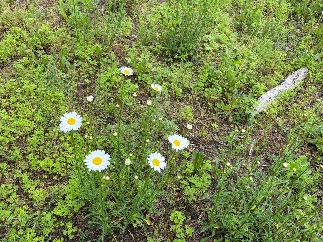 Cherry Springs State Park-Coudersport必去景点
