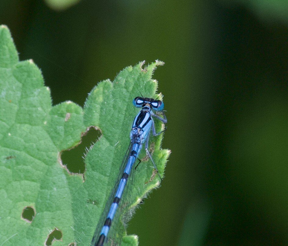 Whisby Nature Park-林肯必去景点
