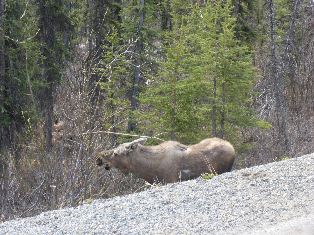 Tundra Wilderness Tour-Denali Park必去景点