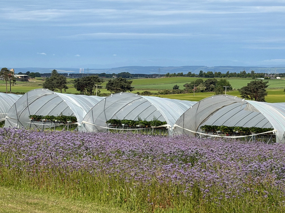 Wester Hardmuir Fruit Farm-奈恩必去景点