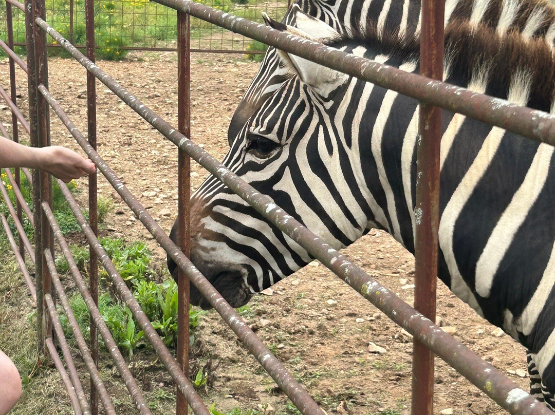 Eureka Springs Safari Park-Eagle Rock必去景点