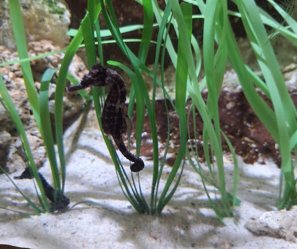 Lanzarote Aquarium-科斯塔特吉塞必去景点