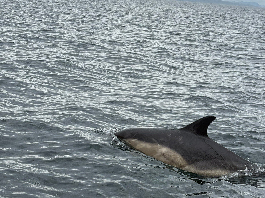 Hebridean Whale Cruises-盖尔洛赫必去景点