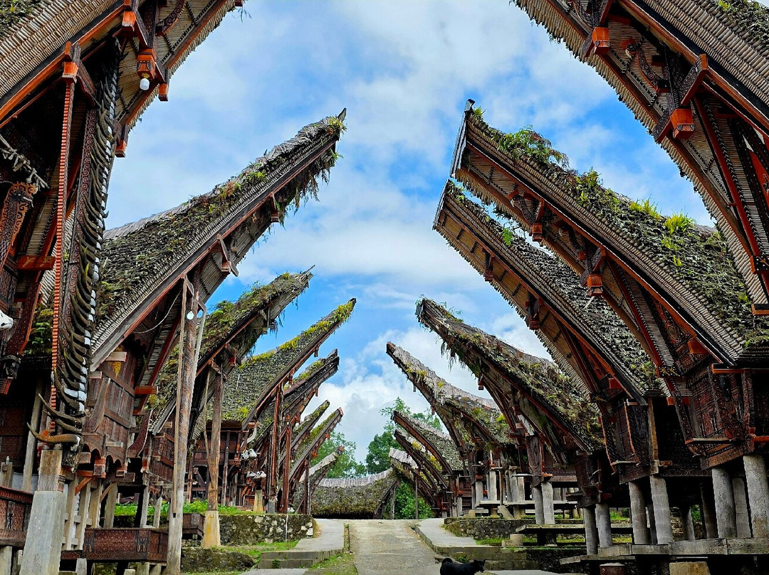 TORAJA TOUR WITH GUIDE SERVICE.-Tana Toraja必去景点