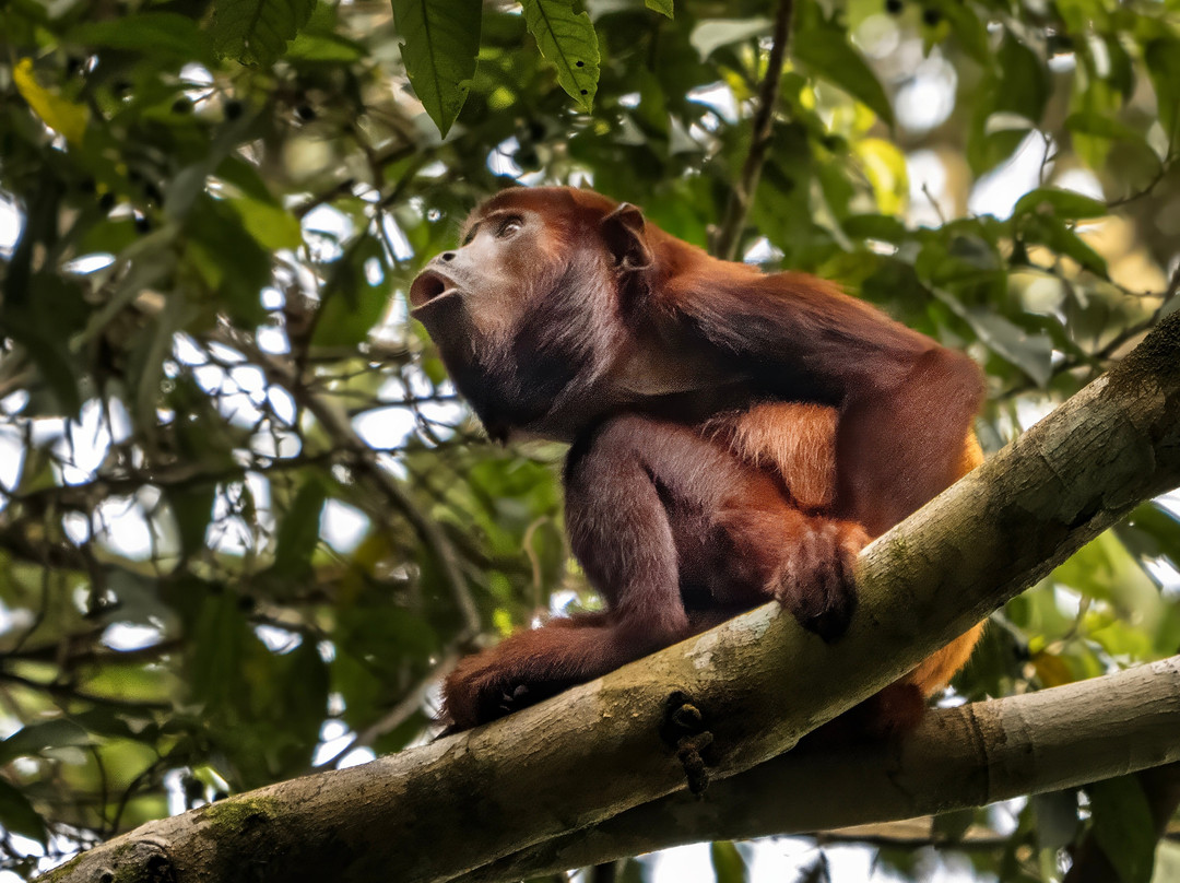 Tapiche Jungle Reserve-伊基托斯必去景点
