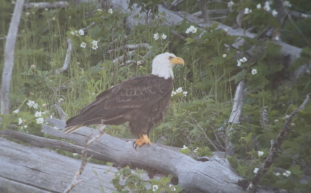 BrushBuck Wildlife Tours-杰克逊必去景点