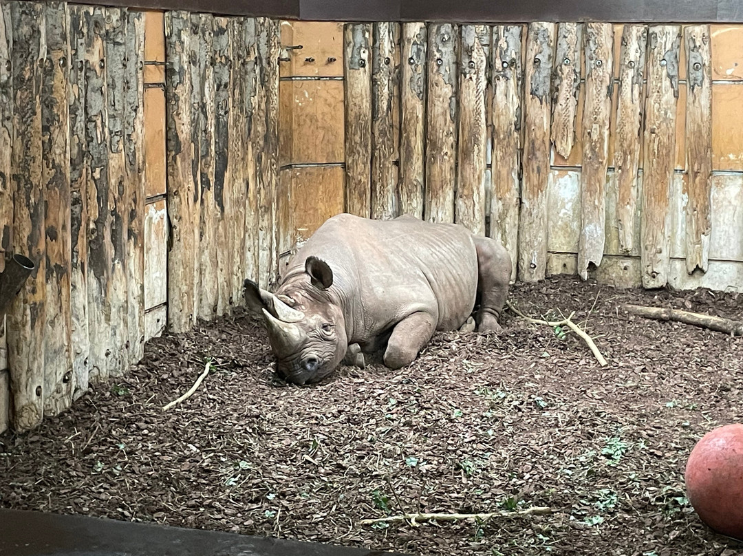 Paignton Zoo Environmental Park-佩恩顿必去景点
