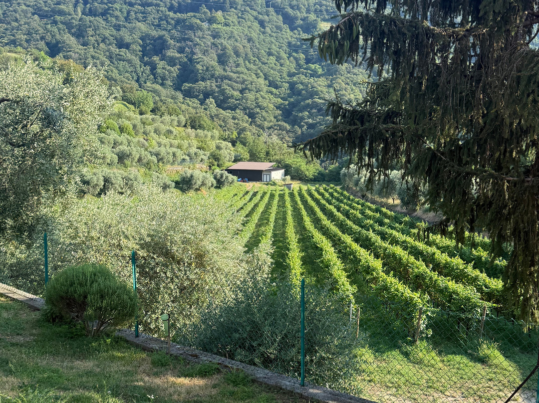 Azienda Agricola Massussi Luigi-伊塞奥必去景点