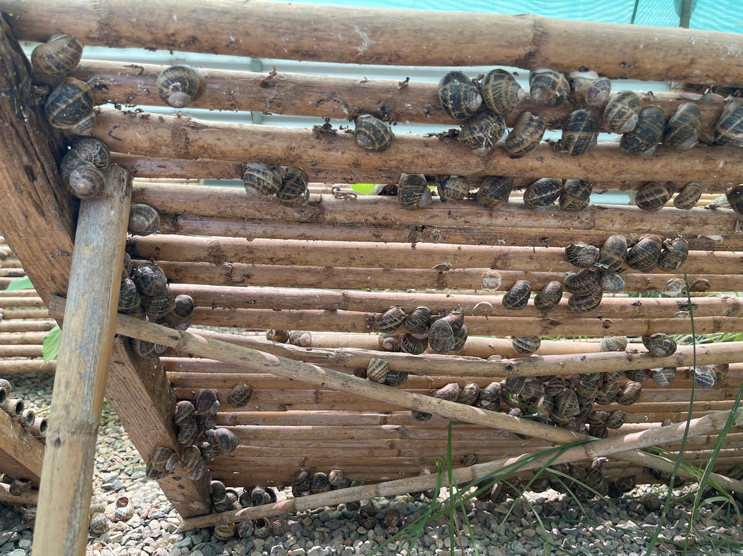 Snail Farm And Fun-Tylissos必去景点