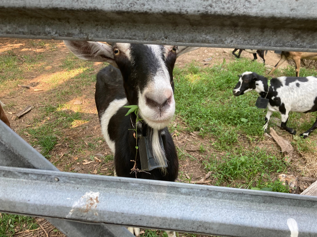 Gorgeous Goat Creamery-Stockton必去景点