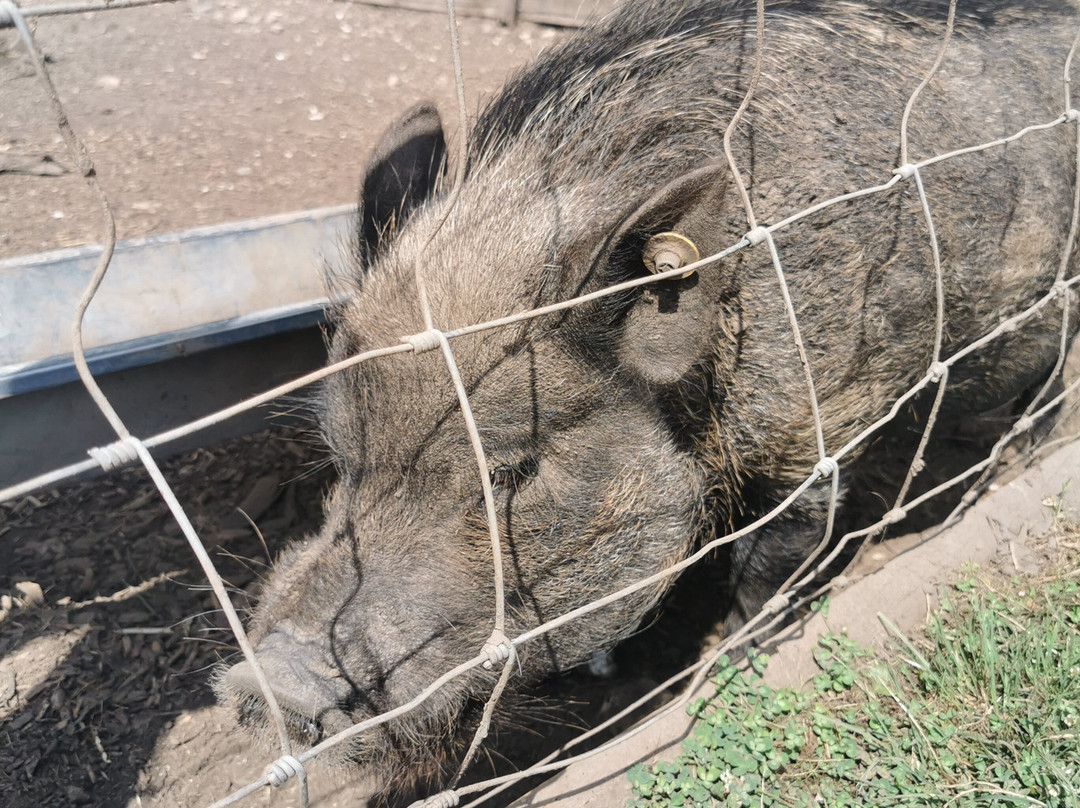 Kew Little Pigs Farm Ltd-Amersham必去景点