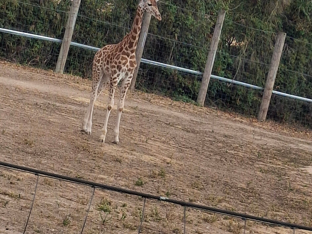 Twycross Zoo-Atherstone必去景点