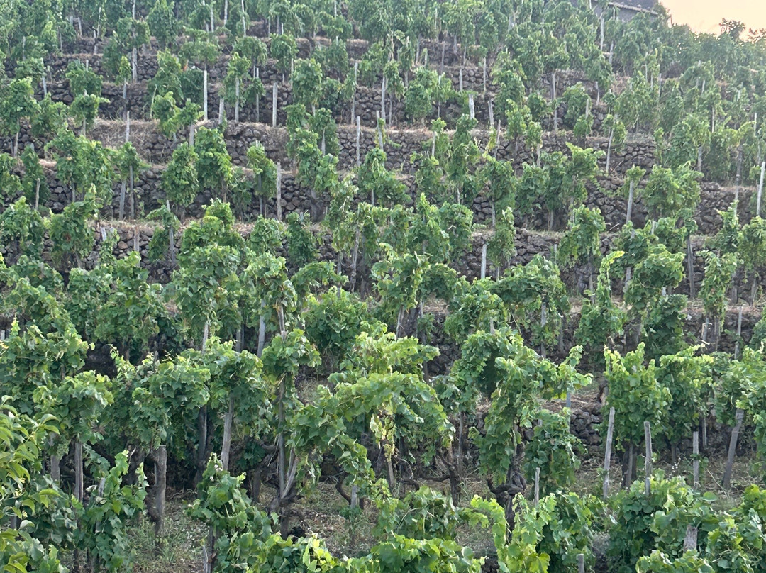 Verderame Boutique Winery-Castiglione di Sicilia必去景点
