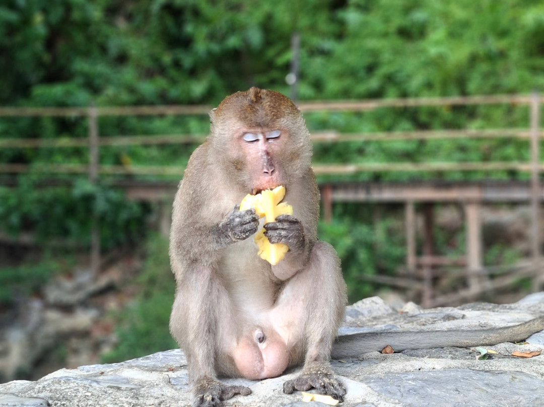Monkey Trail-奥南必去景点
