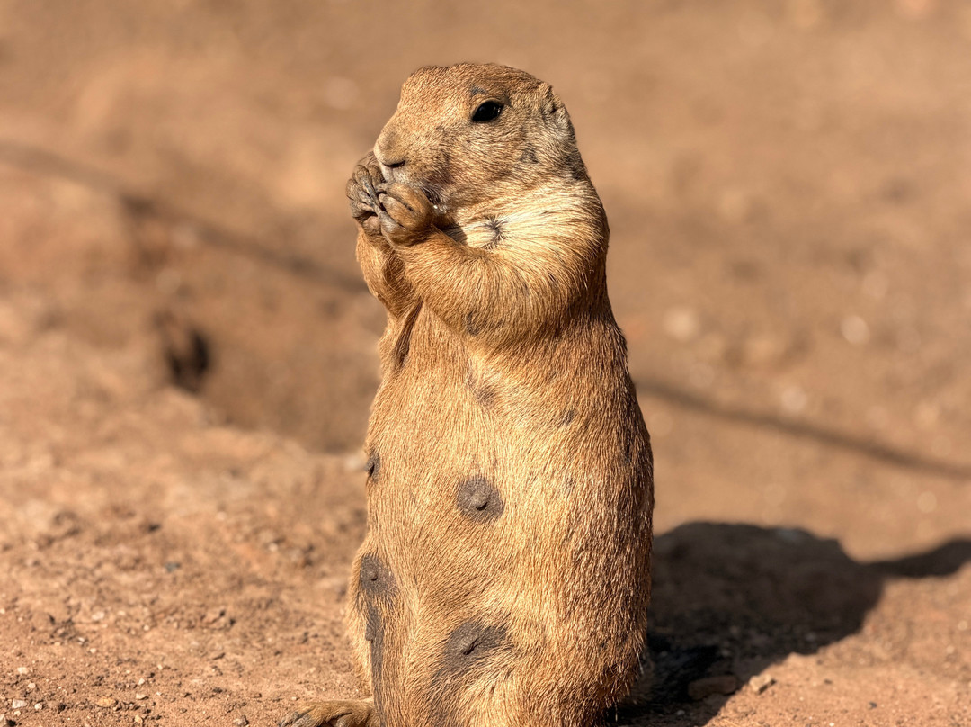 Parc Animalier De Sainte-croix-Rhodes必去景点
