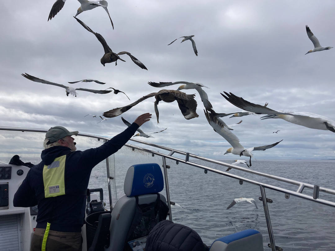 Shetland Seabird Tours - The Noss Boat-Lerwick必去景点