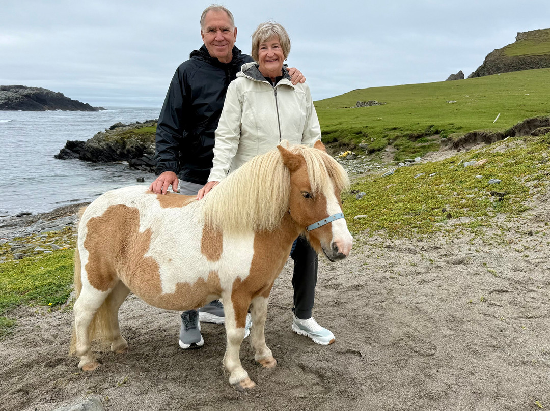 The Shetland Pony Experience-Papil必去景点