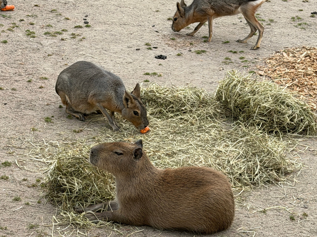 Kolmården Zoo-Kolmarden必去景点