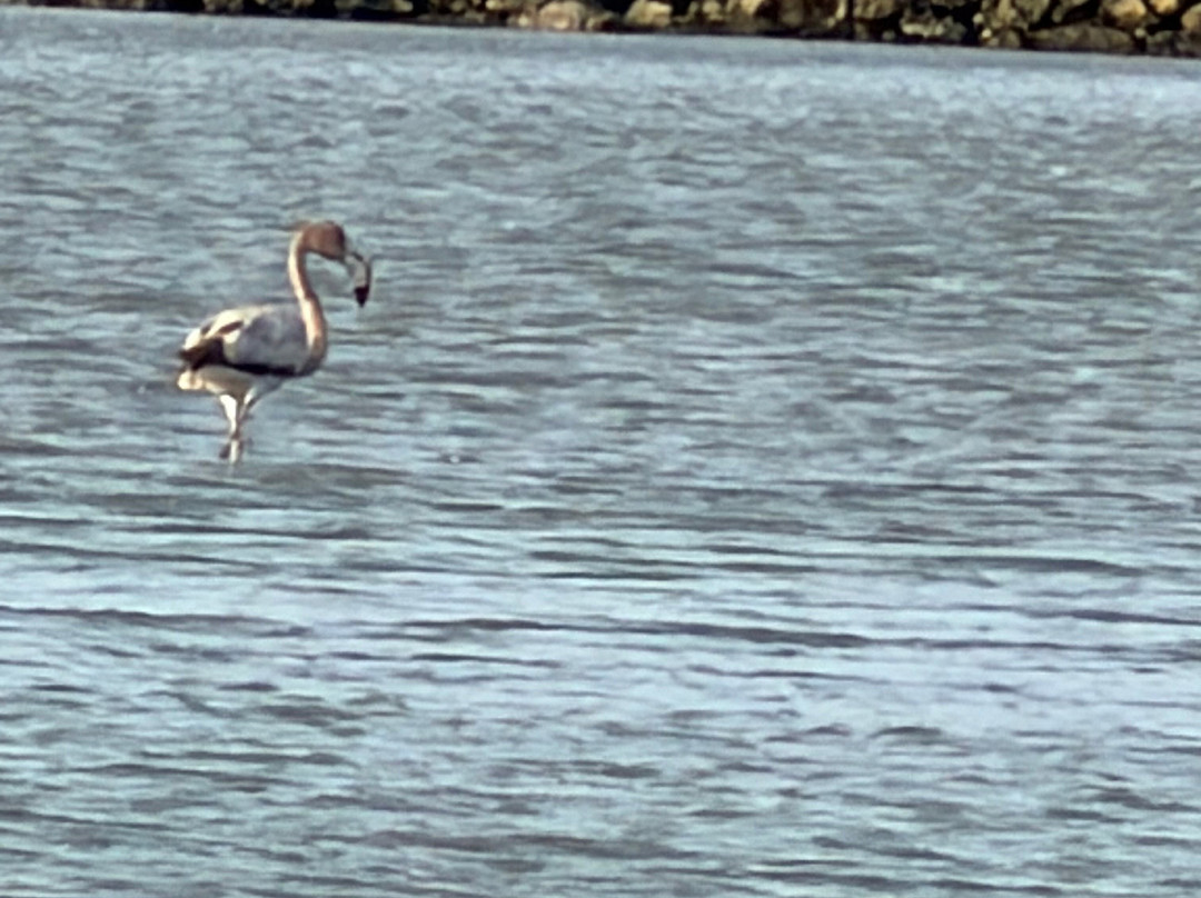 Flamingo Sanctuary Sint Willibrordus-Sint Willibrordus必去景点