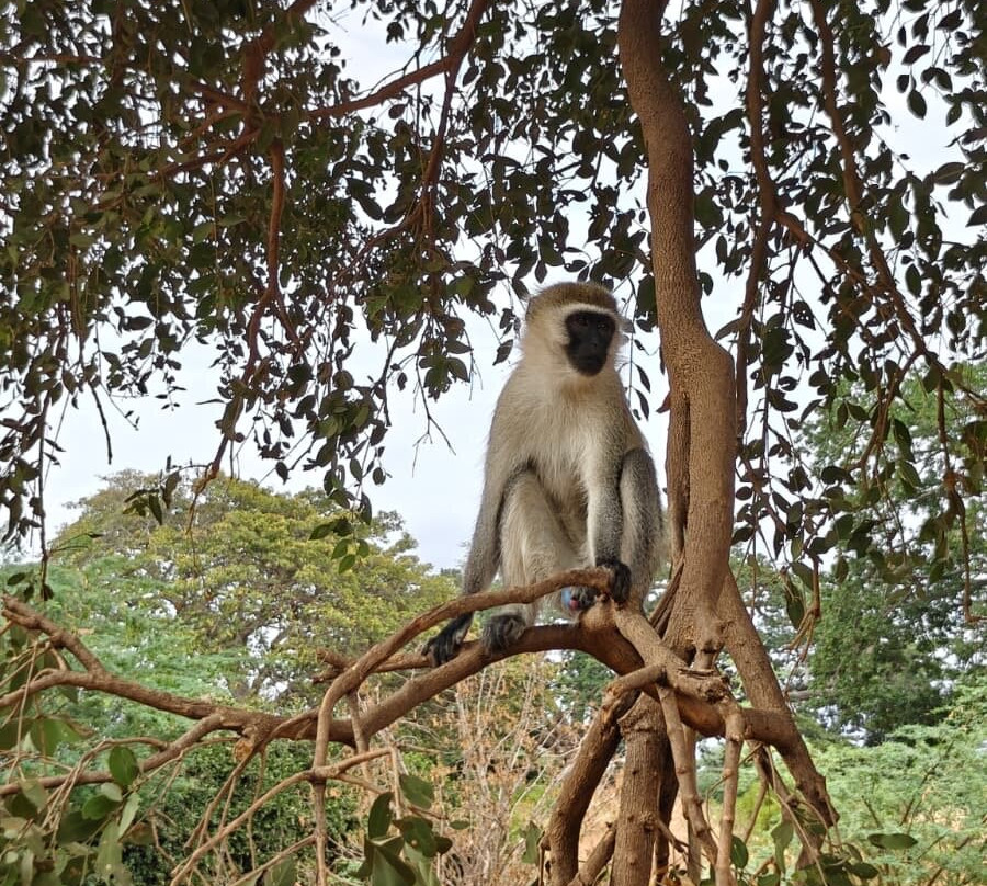 Msherembe Safaris And Travel-Voi必去景点
