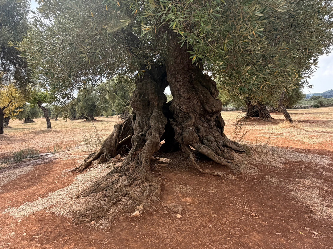 Masseria Brancati主图