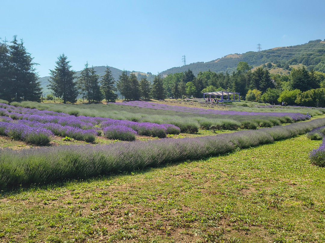 Parco Della Lavanda-Campotenese必去景点