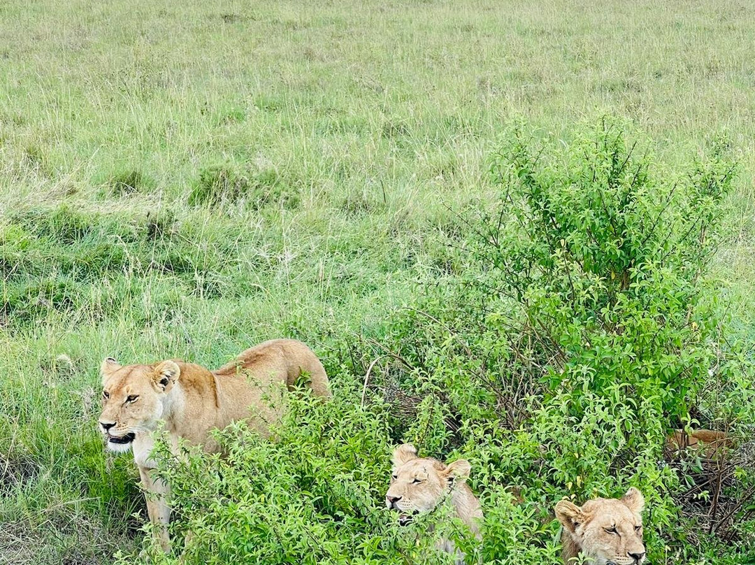 Nasikia Safaris-阿鲁沙必去景点