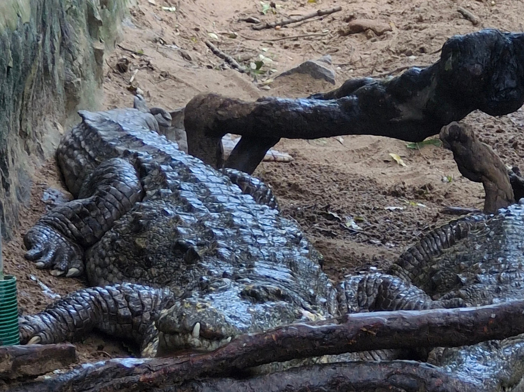 The Madras Crocodile Bank Trust and Centre for Herpetology-玛玛拉普蓝必去景点