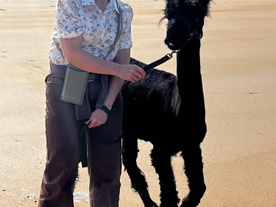 Achill Island Alpacas-Dugort必去景点