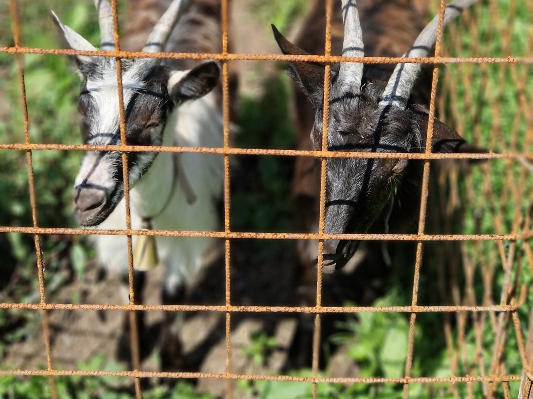 Agriturismo Ca' di Racc主图