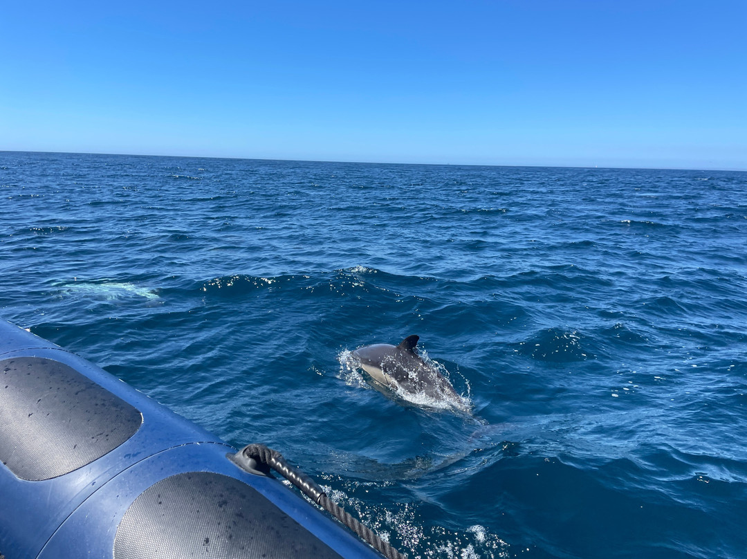 Wildwatch Algarve-费拉古多必去景点