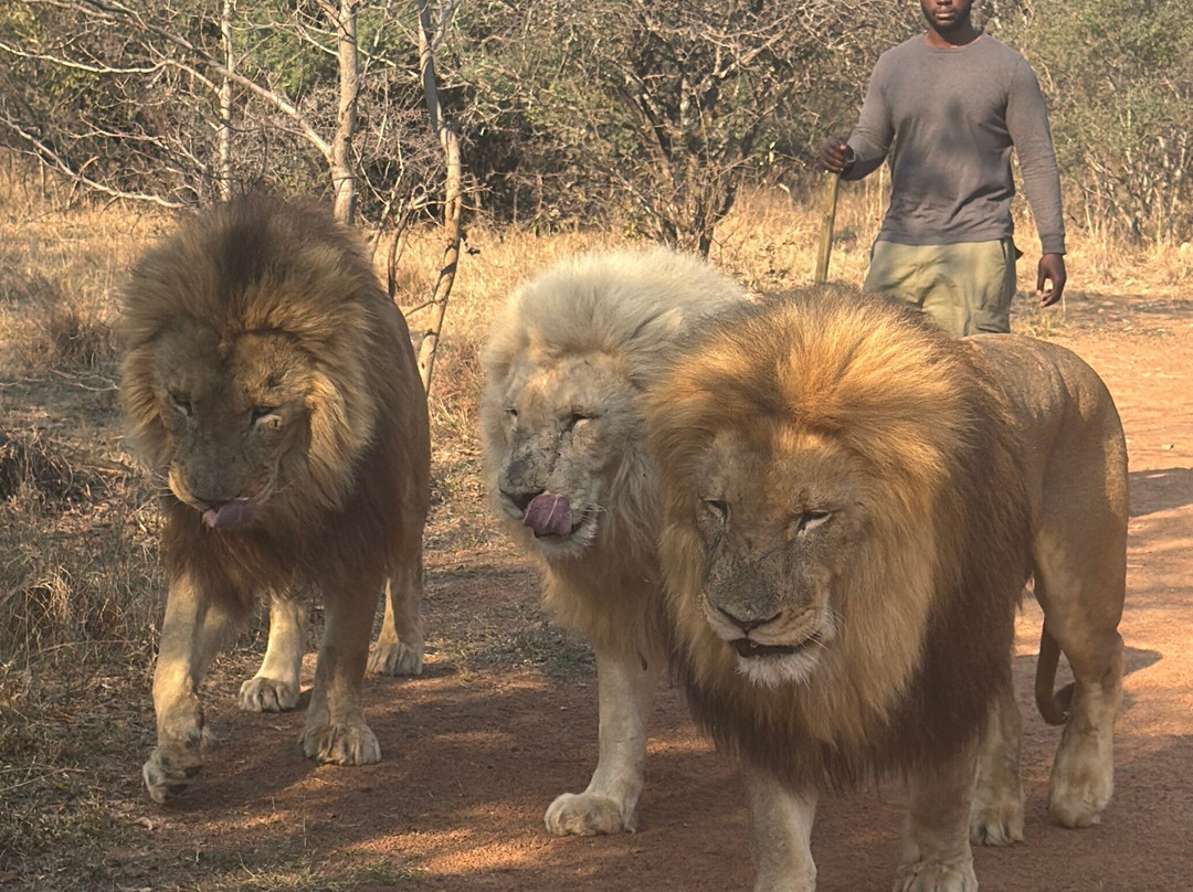 Lion Walk Safari-Brits必去景点