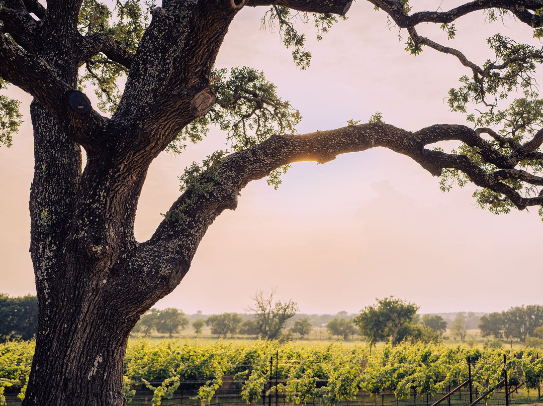 William Chris Vineyards-Hye必去景点