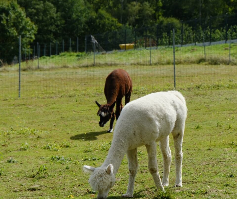Alpaca Home-Krzyszkowice必去景点