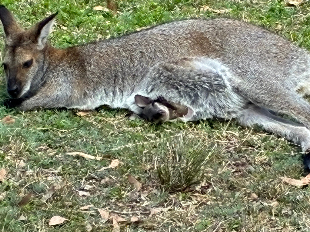 Darling Downs Zoo-Gatton必去景点