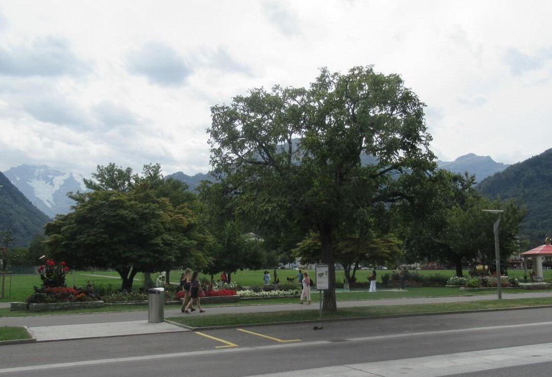 Hohematte Park-因特拉肯必去景点