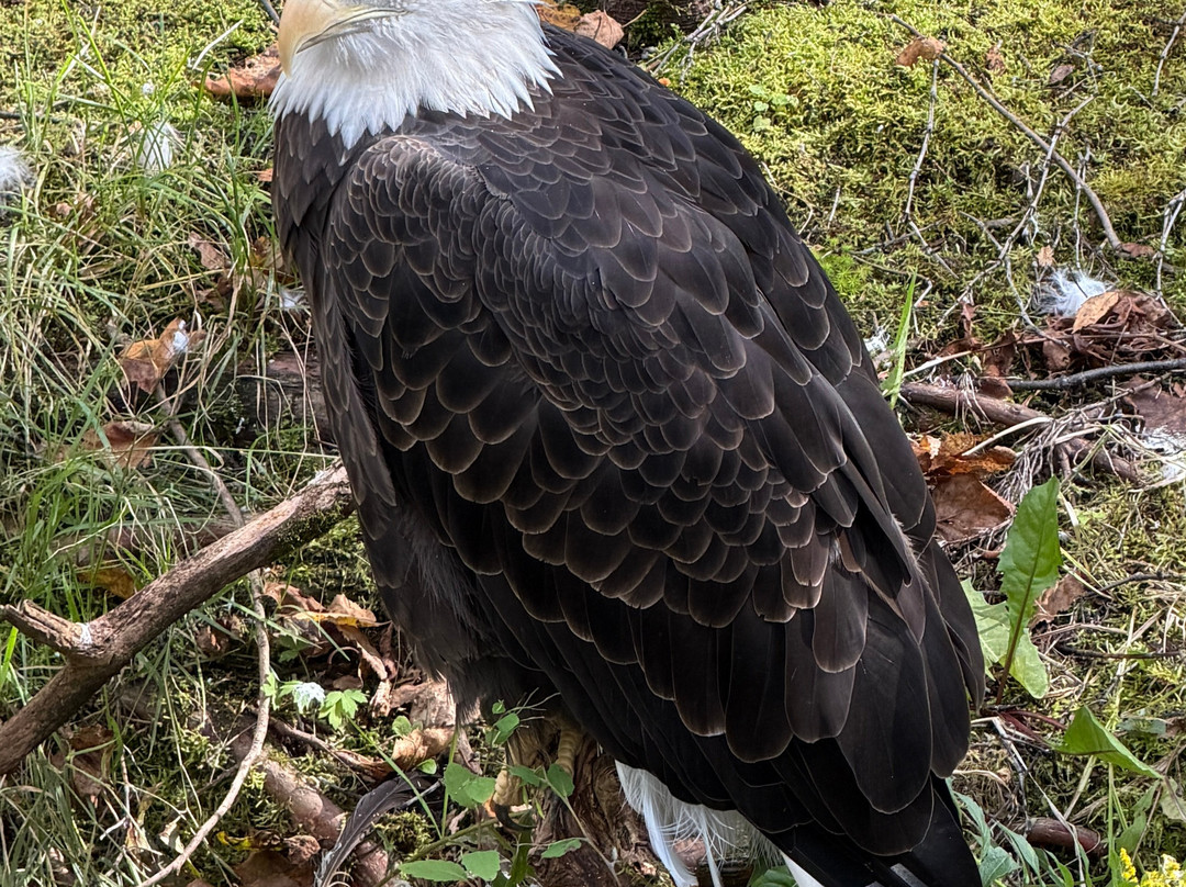 Zoo Sauvage of Saint-Felicien-Saint-Felicien必去景点