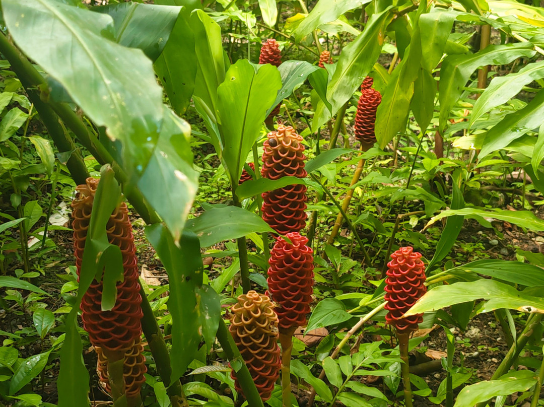 Flower Forest-Saint Thomas Parish必去景点
