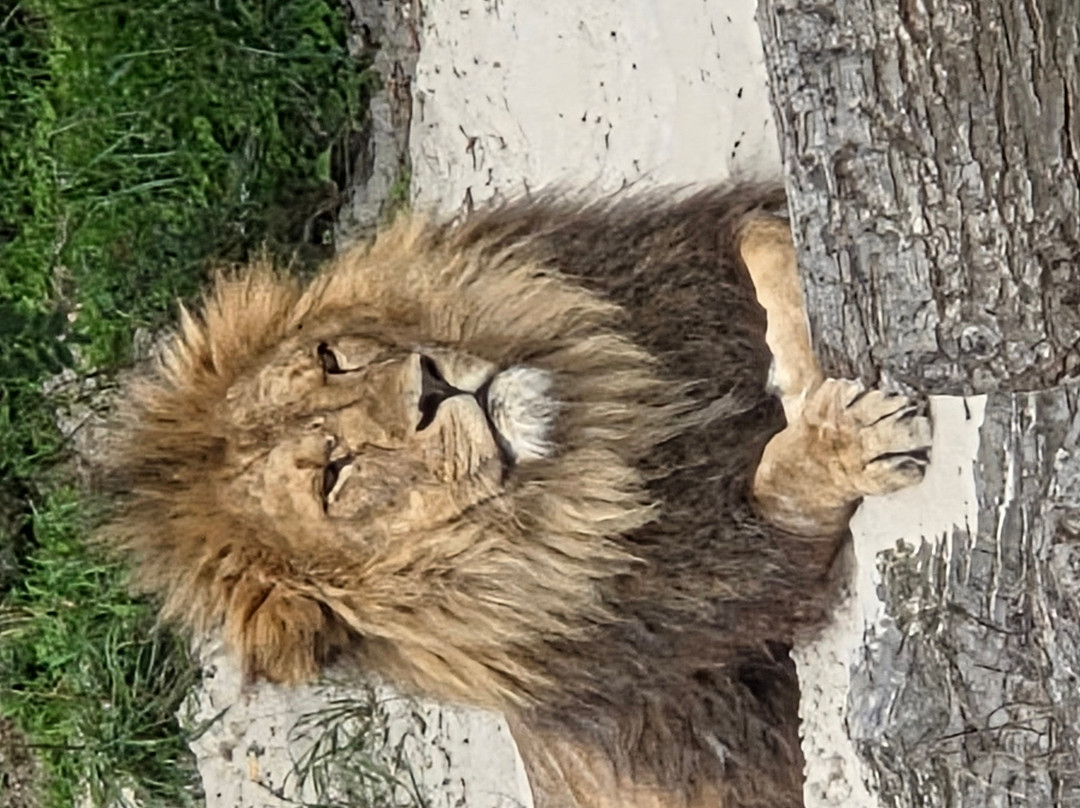 Wildlands Adventure Zoo Emmen-Emmen必去景点