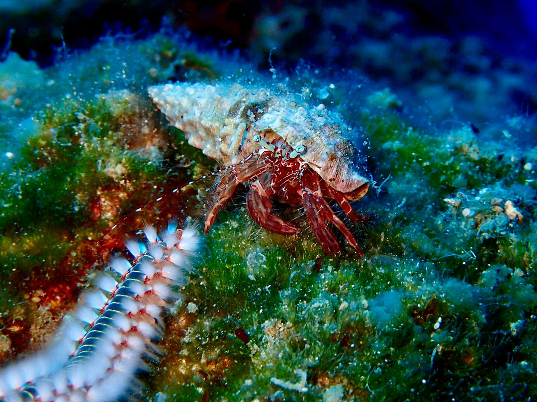 Diver's Club Crete-阿希亚贝拉希亚必去景点